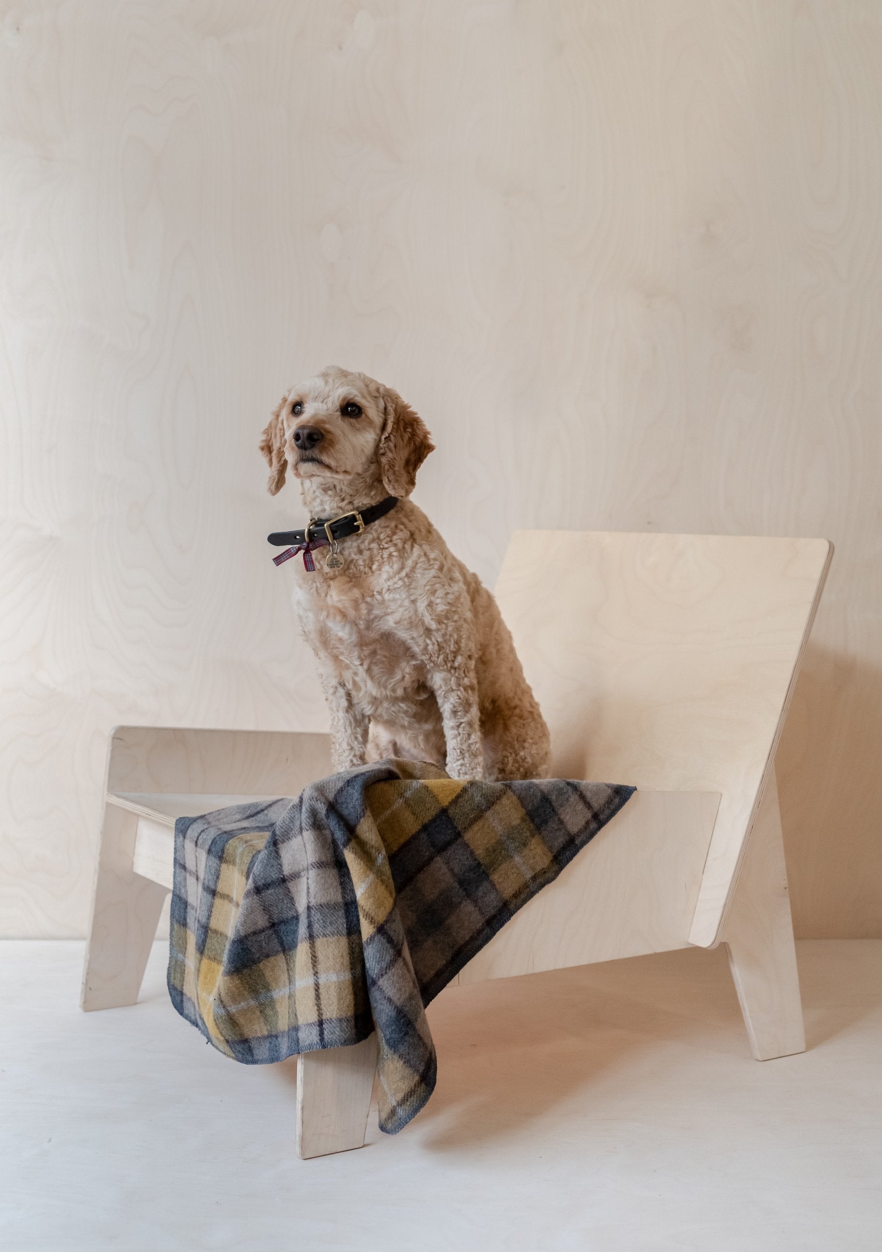 Wool store dog blanket